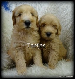 Labradoodle pups te koop in 5258, Berlicum - Advertentie 4