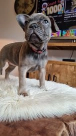 Franse Bulldog pups te koop in 7523, Enschede - Advertentie 13