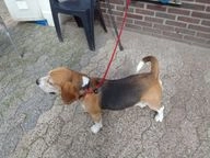 Beagle pups te koop in Landerd - Advertentie 9