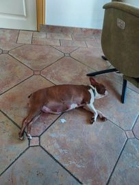 Boston Terriër pups te koop in 5154, Elshout - Advertentie 16