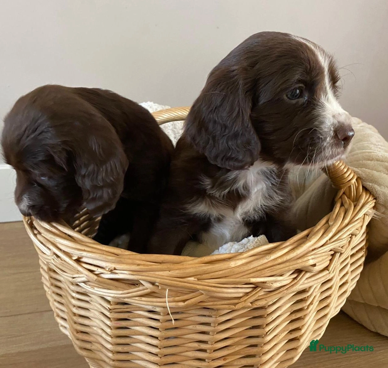 Engelse Cocker Spaniel pups te koop in Blaricum, Blaricum Puppyplaats