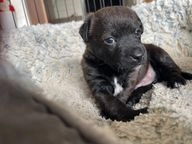 Jack Russel Terriër pups te koop in 3882, Putten - Advertentie 11