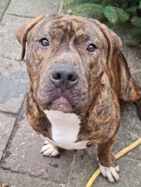 Amerikaanse Bulldog pups te koop in 3043, Rotterdam - Advertentie 10