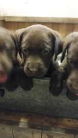 Labrador Retriever pups te koop in 6003, Weert - Advertentie 15