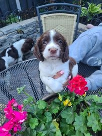 Engelse Springer Spaniel pups te koop in 7783, Gramsbergen - Advertentie 1