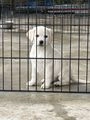Labrador Retriever pups te koop: Gele labradorpupjes  - in 4652, Steenbergen - Afbeelding 2
