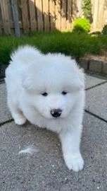 Samojeed pups te koop in 7552, Hengelo - Advertentie 1