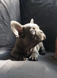 Franse Bulldog pups te koop in 6416, Heerlen - Advertentie 4