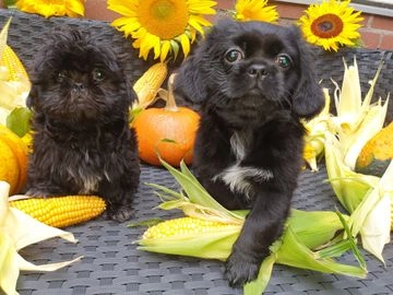 Shih Tzu pups te koop in 8212, Lelystad - Advertentie 1