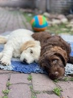 Labradoodle pups te koop in 9497, Donderen - Advertentie 9