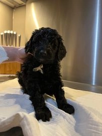 Goldendoodle pups te koop in 2921, Krimpen aan den IJssel - Advertentie 4
