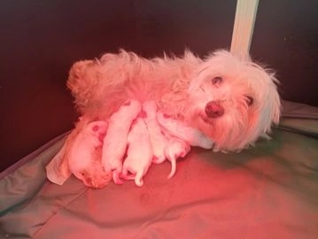 Bichon Frisé pups te koop in 4568, Nieuw Namen - Advertentie 2