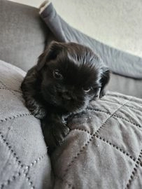 Shih Tzu pups te koop in 4844, Terheijden - Advertentie 2