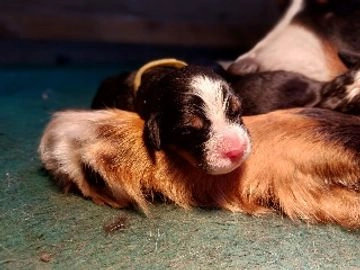Berner Sennenhond pups te koop in 5465, Veghel - Advertentie 1