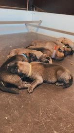 Mechelse Herder pups te koop in 6445, Brunssum - Advertentie 4