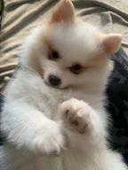 Keeshond pups te koop in 2987, Ridderkerk - Advertentie 3