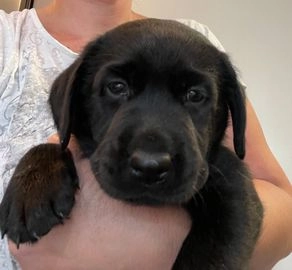 Labrador Retriever pups te koop in 5807, Oostrum - Advertentie 3