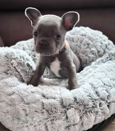 Franse Bulldog honden te koop in 7974, Havelterberg - Advertentie 3