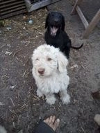 Labradoodle pups te koop in 9695, Bellingwolde - Advertentie 11