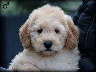 Goldendoodle pups te koop in 5473, Heeswijk-Dinther - Advertentie 5