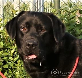 Labrador Retriever pups ter dekking in 4184, Opijnen - Advertentie 4