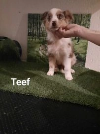Border Collie pups te koop in 6351, Bocholtz - Advertentie 6
