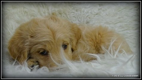 Labradoodle pups te koop in 5258, Berlicum - Advertentie 1