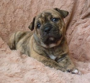 Engelse Bulldog pups te koop in 7608, Almelo - Advertentie 4