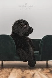 Poedel pups te koop in 8471, Wolvega - Advertentie 7