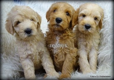 Labradoodle pups te koop in 5258, Berlicum - Advertentie 6