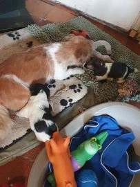 Jack Russel Terriër pups te koop in 7911, Nieuweroord - Advertentie 1