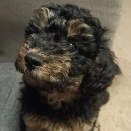 Poedel pups te koop in 7631, Ootmarsum - Advertentie 4