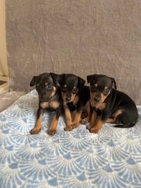 Praagse Rattler pups te koop in 9283, Surhuizum - Advertentie 2