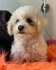 Bichon Frisé pups te koop in Oldebroek - Advertentie 14