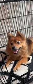 Keeshond pups te koop in 1066, Amsterdam - Advertentie 5