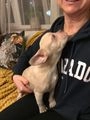 Franse Bulldog pups te koop: Franse bulldog - in 3082, Rotterdam - Afbeelding 16