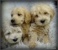 Labradoodle pups te koop in 5258, Berlicum - Advertentie 3