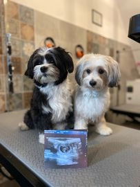 Boomer pups te koop in Roosendaal, Roosendaal - Advertentie 4
