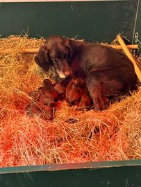 Duitse Staande Hond Draadhaar pups te koop in 5466, Veghel - Advertentie 5