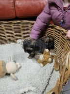 Shih Tzu honden te koop in 5563, Westerhoven - Advertentie 7
