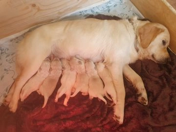 Golden Retriever pups te koop in 4021, Maurik - Advertentie 4