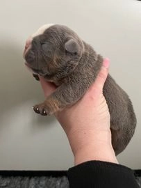 Engelse Bulldog pups te koop in 1821, Alkmaar - Advertentie 8