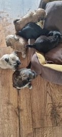 Havanezer pups te koop in 5653, Eindhoven - Advertentie 4