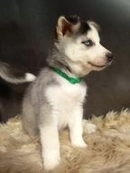 Siberische Husky pups te koop in 5231, Den Bosch - Advertentie 1