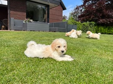 Labradoodle pups te koop in 5388, Nistelrode - Advertentie 2