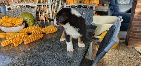 Australian Shepherd honden te koop in 5556, Valkenswaard - Advertentie 14