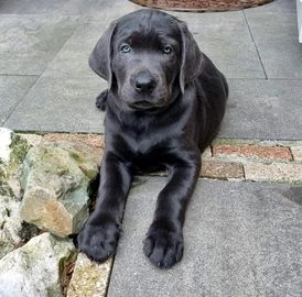 Labrador Retriever pups te koop in 1602, Enkhuizen - Advertentie 7