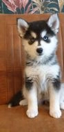 Pomsky pups te koop in 4273, Hank - Advertentie 2