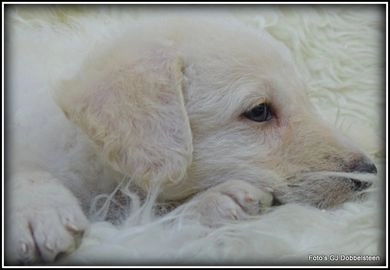 Kruising pups te koop in 5258, Berlicum - Advertentie 2
