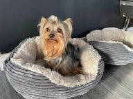 Yorkshire Terriër pups te koop in 9201, Drachten - Advertentie 4